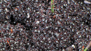 Wallpaper thumb: Ant (Dolichoderus doriae)